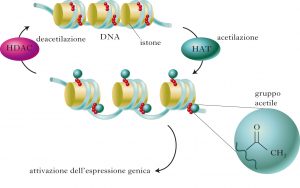 epigenetica